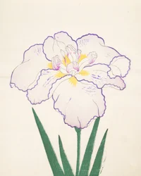 Tanporo, Nr. 51, 1890